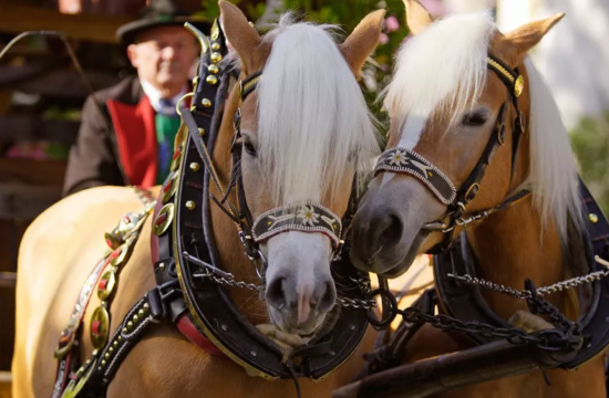 Stadtevents mit Pferdekutsche